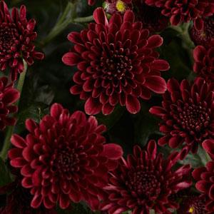 Skyfall® Red Garden Mum - Bloom