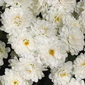 Skyfall® White Garden Mum - Bloom