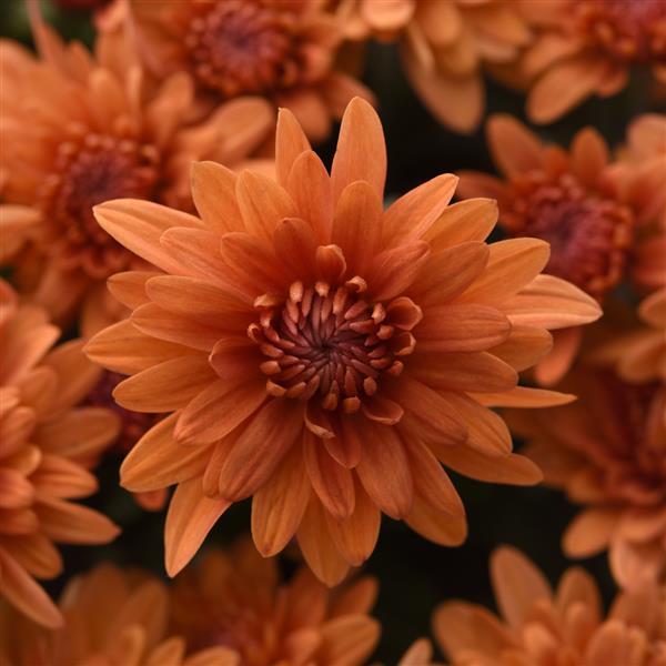Tribeca Amber Orange Garden Mum - Bloom
