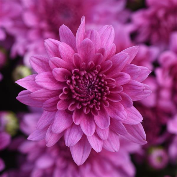 Tribeca Dark Pink Garden Mum - Bloom