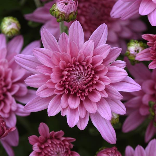 Tribeca Pink Garden Mum - Bloom