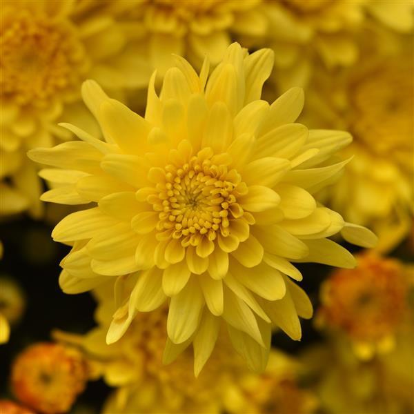 Tribeca Yellow Garden Mum - Bloom
