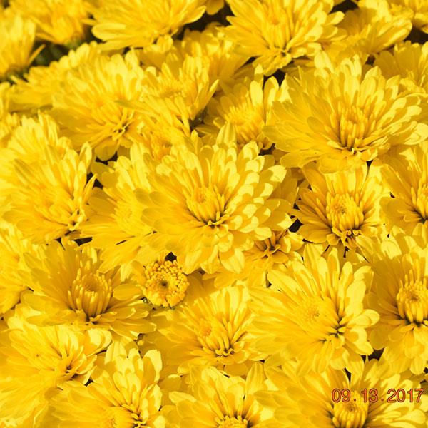 Zinger Yellow Garden Mum - Bloom
