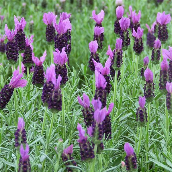 Lavender LaVela™ Dark Violet - Landscape