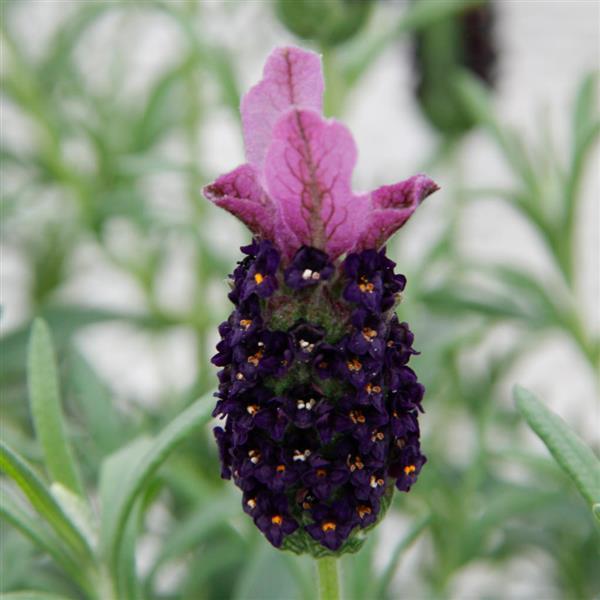 Lavender LaVela™ Compact Dark Violet - Bloom