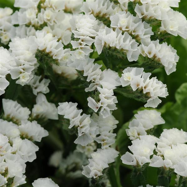 QIS White Limonium - Bloom