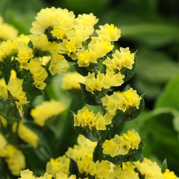 QIS Yellow Limonium - Bloom
