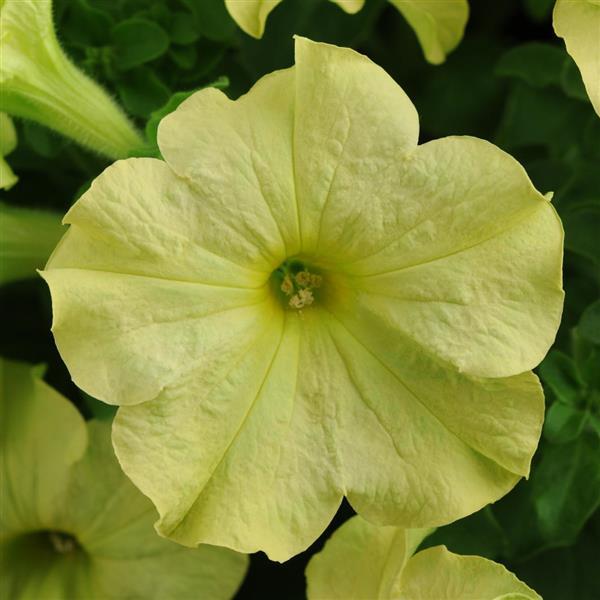 Sophistica® Lime Green Petunia - Bloom