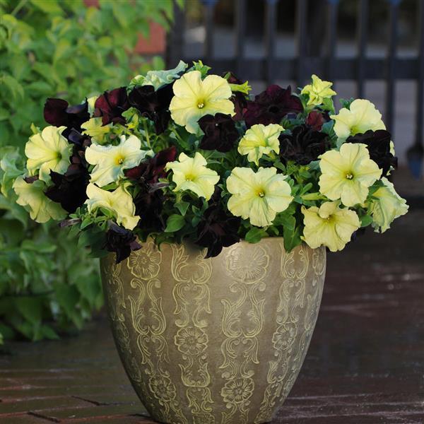 Sophistica® Lime Green Petunia - Container