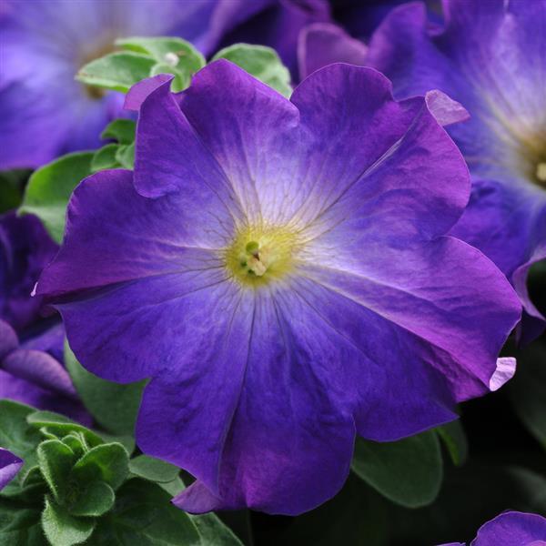 Sophistica® Blue Morn Petunia - Bloom