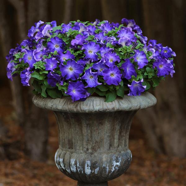 Sophistica® Blue Morn Petunia - Container