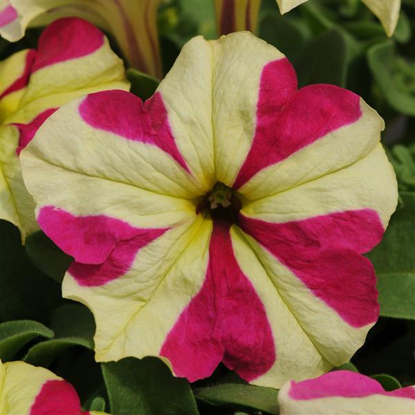 Sophistica® Lime Bicolor Petunia - Bloom
