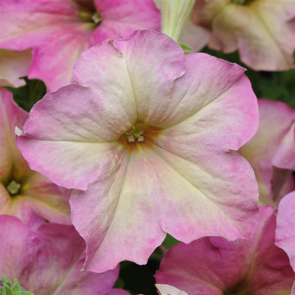 Sophistica® Antique Shades Petunia - Bloom