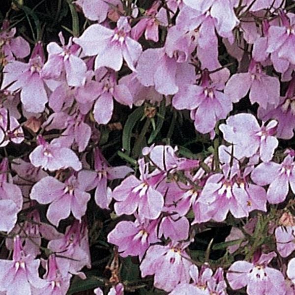 Regatta Lilac Lobelia - Bloom