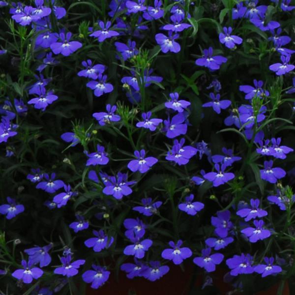 Regatta Midnight Blue Lobelia - Bloom