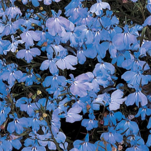 Regatta Sky Blue Lobelia - Bloom