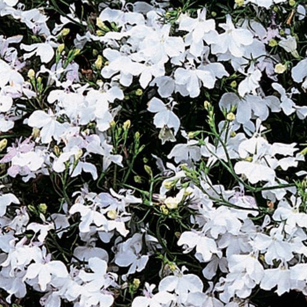 Regatta White Lobelia - Bloom