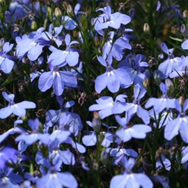 Magadi™ Electric Blue Lobelia - Bloom