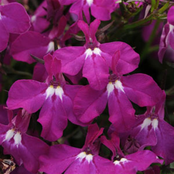 Magadi™ Electric Purple Lobelia - Bloom