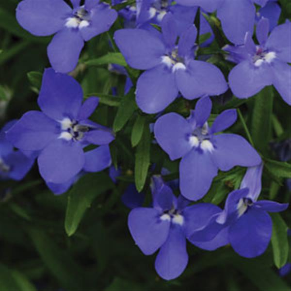 Magadi™ Dark Blue Lobelia - Bloom