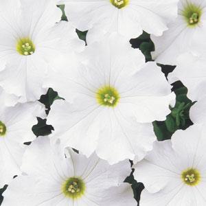 Paparazzi® White Diamonds Petunia - Bloom