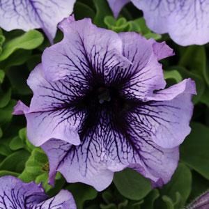 Paparazzi® Palladium Purple Petunia - Bloom