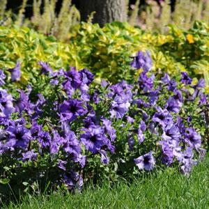 Paparazzi® Palladium Purple Petunia - Landscape