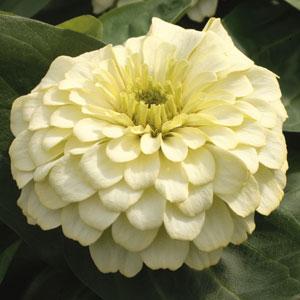 White Wedding Zinnia - Bloom