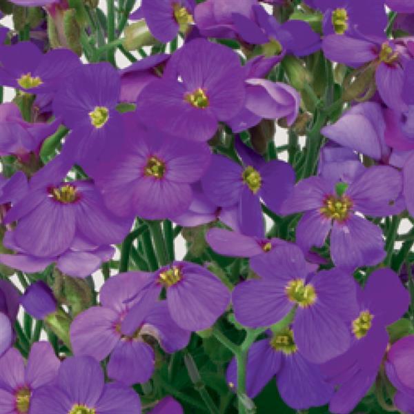 Aubrieta Audrey Purple Shades - Bloom