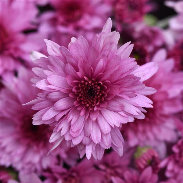 Carousel Pink Garden Mum - Bloom