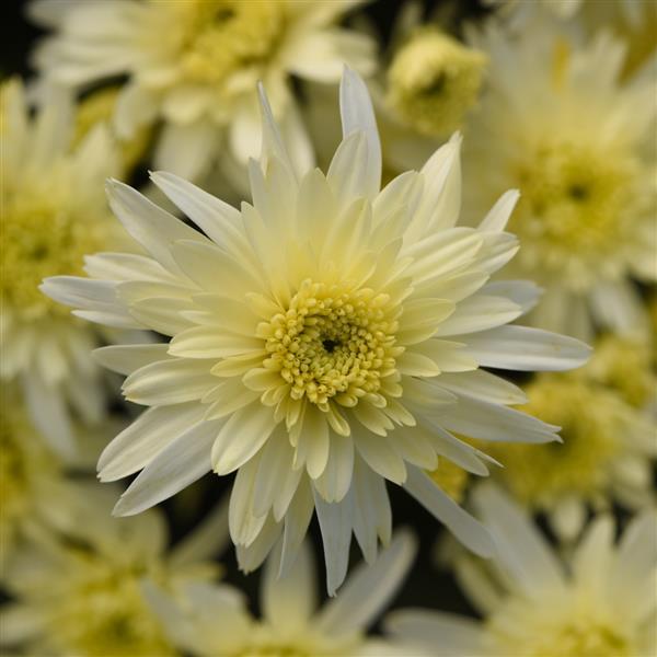 Carousel White Garden Mum - Bloom