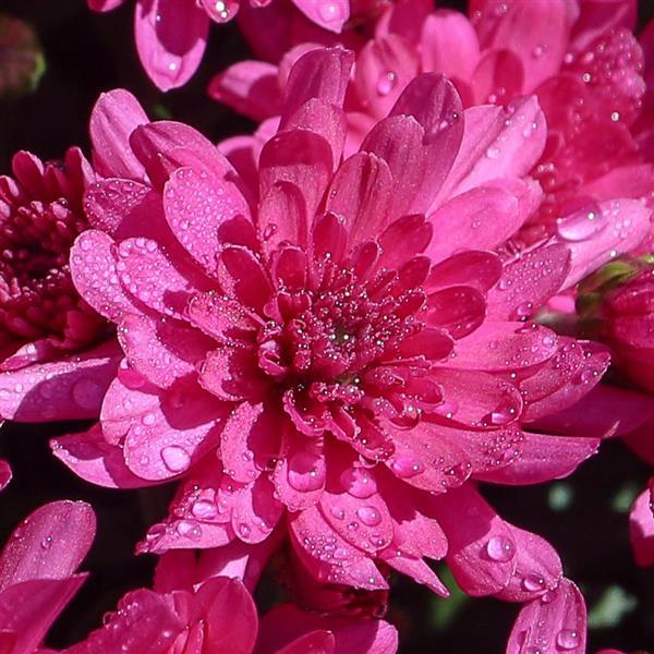Gypsy Rose Purple Garden Mum - Bloom