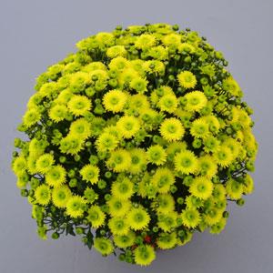 Key Lime Garden Mum - Container