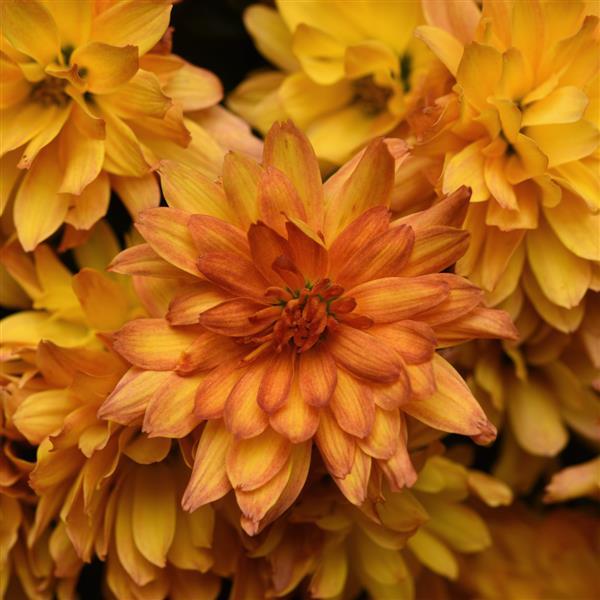 Kizzmet Golden Yellow Garden Mum - Bloom