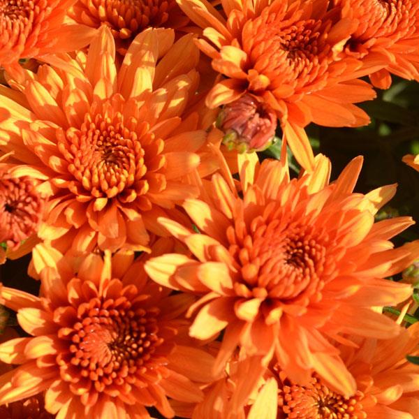 Perfectly Orange Garden Mum - Bloom