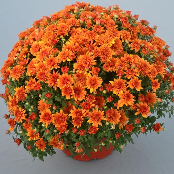 Perfectly Orange Garden Mum - Container
