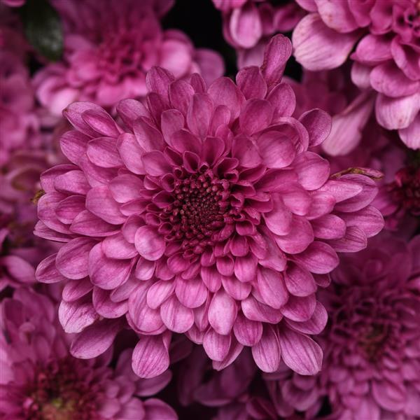 Skye Pink Garden Mum - Bloom