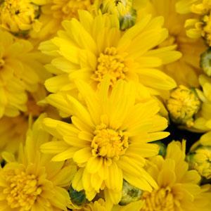 Stellar Yellow Garden Mum - Bloom