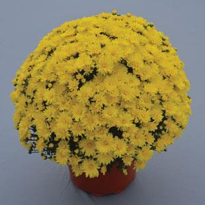 Stellar Yellow Garden Mum - Container