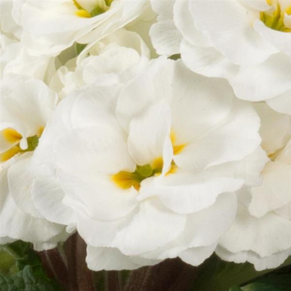 Paradiso Double White Primula Acaulis - Bloom