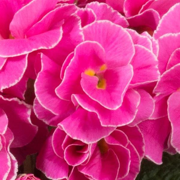 Paradiso Double Light Rose Primula Acaulis - Bloom