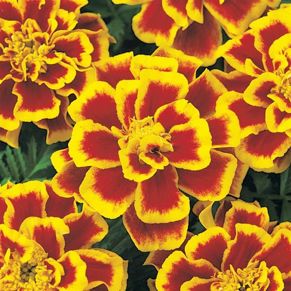Durango® Bee French Marigold - Bloom