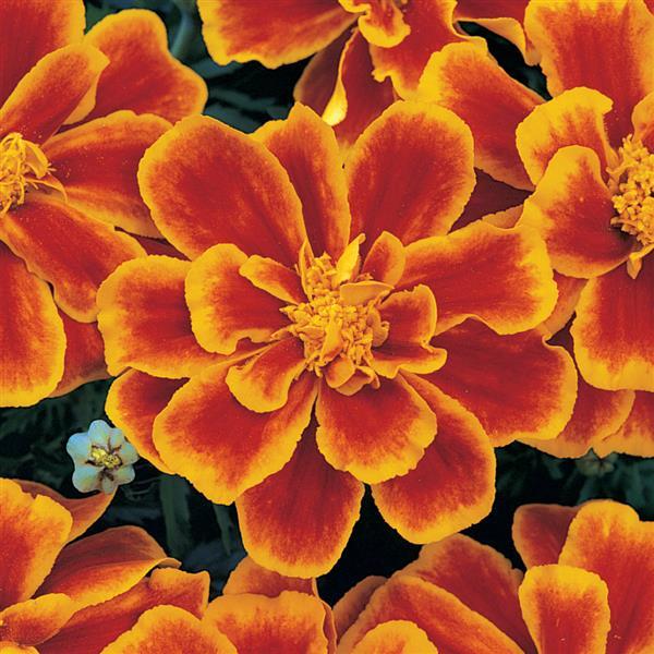 Durango® Flame French Marigold - Bloom