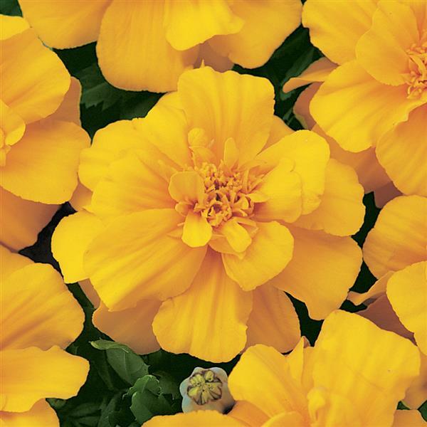 Durango® Gold French Marigold - Bloom
