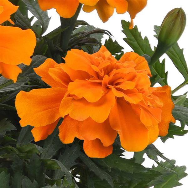 Durango® Orange French Marigold - Bloom