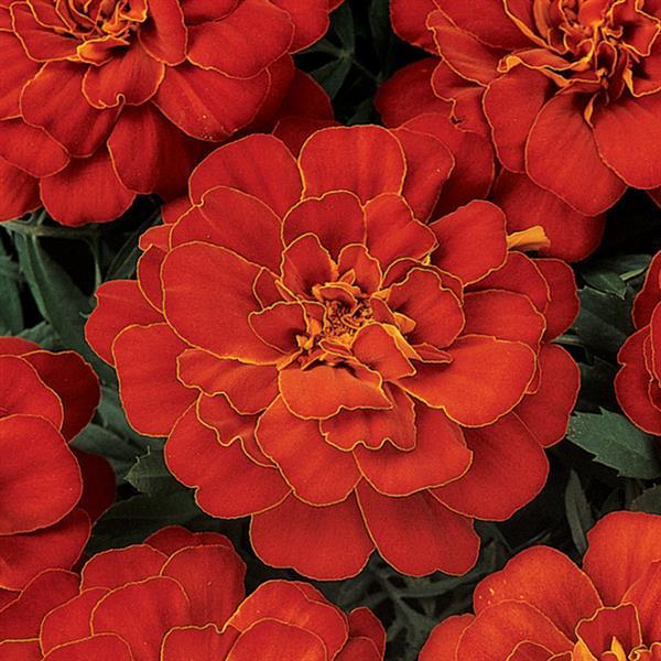 Durango® Red French Marigold - Bloom
