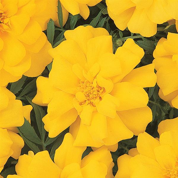 Durango® Yellow French Marigold - Bloom