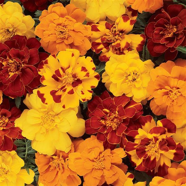 Durango® Outback Mixture French Marigold - Bloom