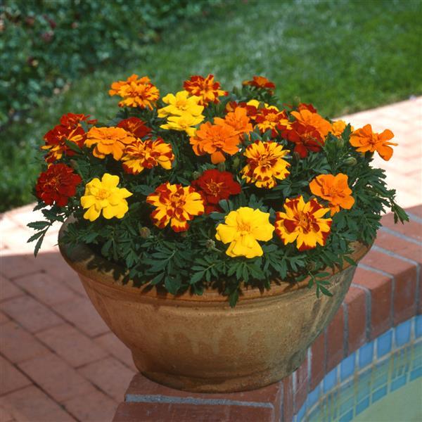 Durango® Outback Mixture French Marigold - Container