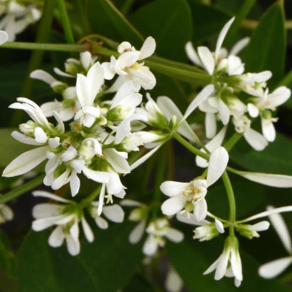 Loreen™ Compact White Euphorbia - Bloom